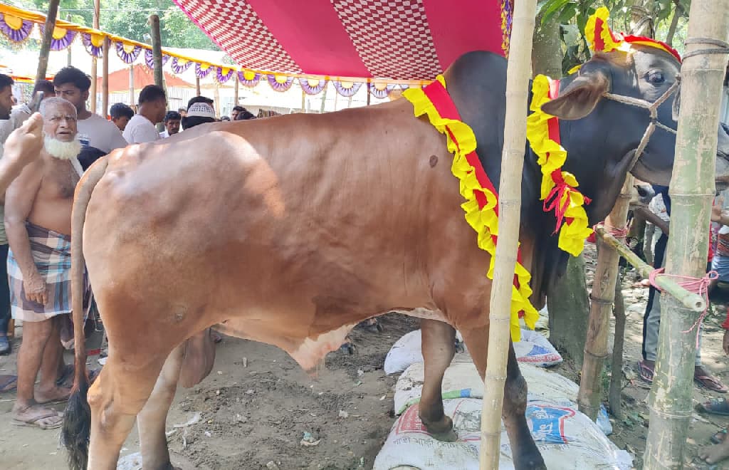 কোরবানির হাটে উঠেছে ‘জায়েদ খান’