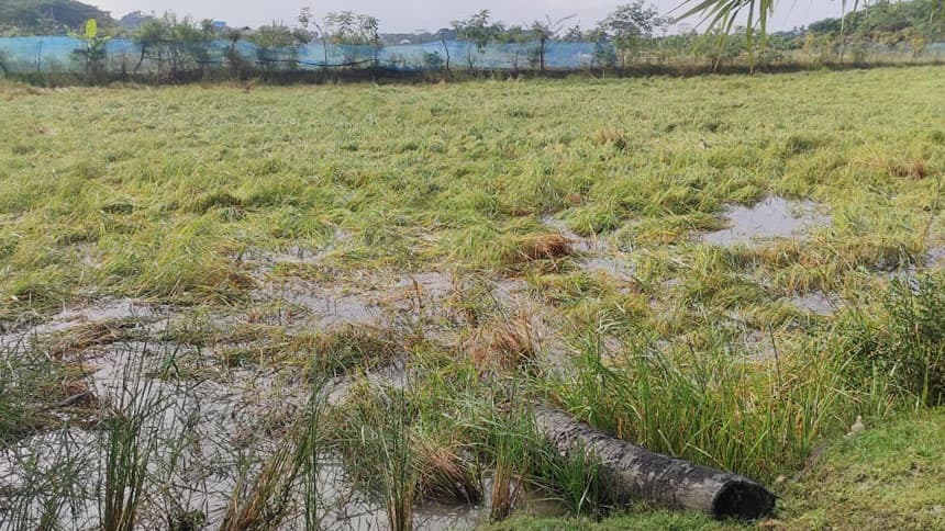 জাওয়াদের প্রভাবে বৃষ্টি ধানের ব্যাপক ক্ষতি