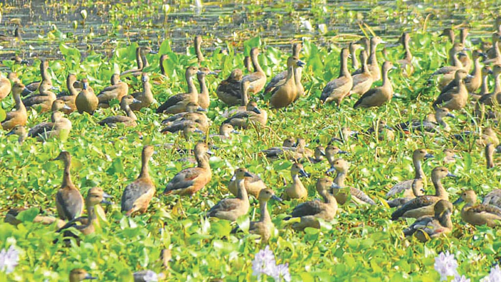 শীতের বার্তায় জমছে আসর