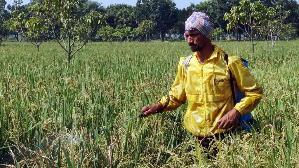 আমনে শিষমরা রোগ ফলন বিপর্যয়ের শঙ্কা