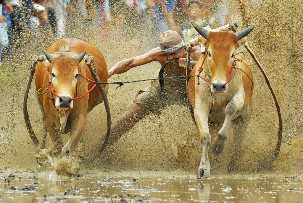 হাঁটু পর্যন্ত কাদায় হয় গরুর রেস