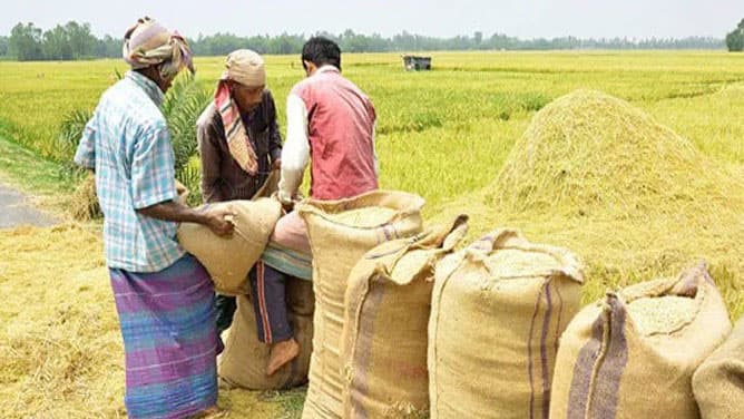 ‘গোলায় খোরাকির ধানই নাই, বেচা তো দূরের কথা’