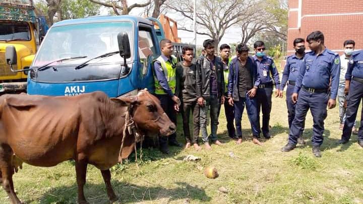 কালীগঞ্জে গরু ও পিকআপ ভ্যানসহ আটক ৩ 