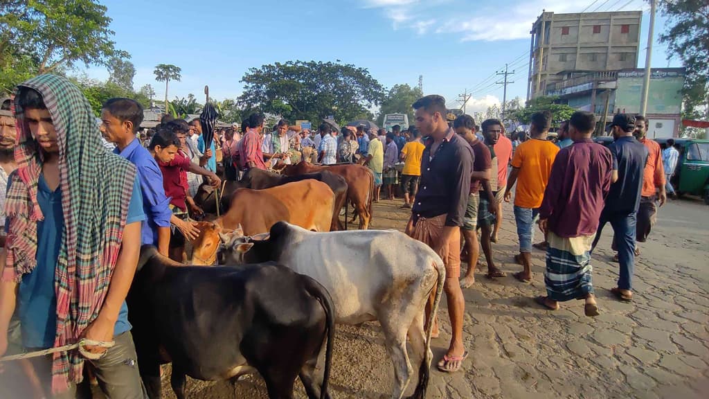 হাট ছাড়িয়ে মহাসড়কেও পশু