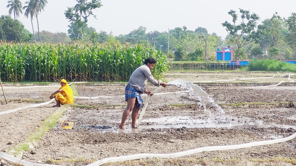 দেশীয় পাটবীজের চাহিদা নেই, নিম্নমানের বিদেশি বীজ নিয়ে শঙ্কা