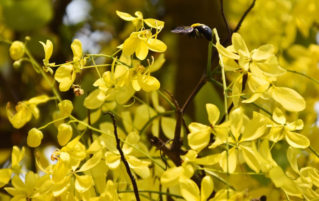 দিনের ছবি (১৫ মে, ২০২৪)