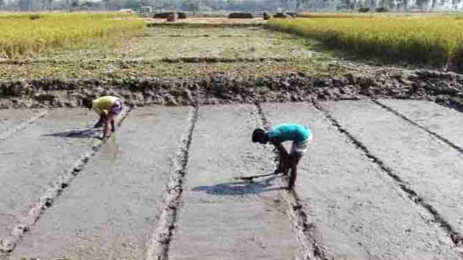 ঘন কুয়াশায় নষ্ট হচ্ছে বীজতলা