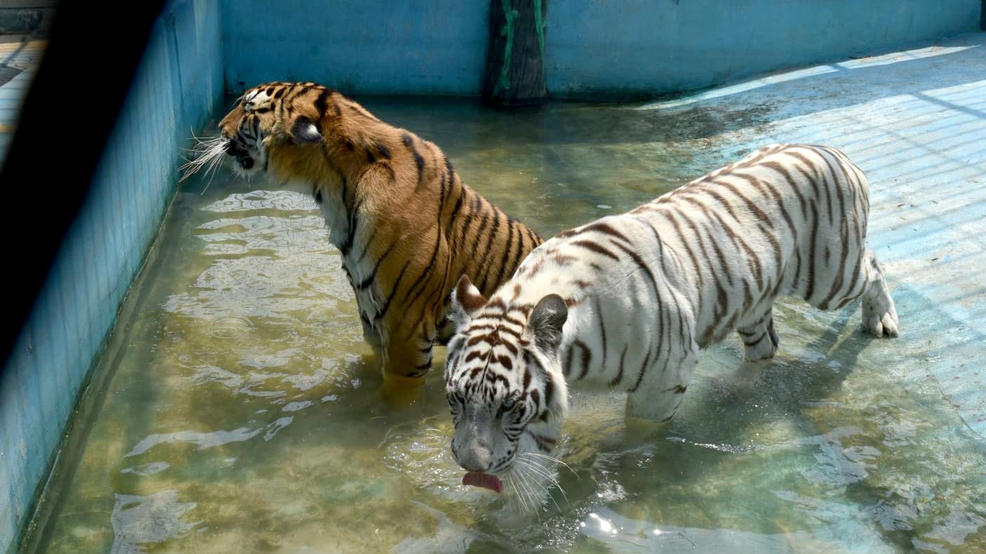 প্রচণ্ড গরমে ভালো নেই চিড়িয়াখানার প্রাণীরাও