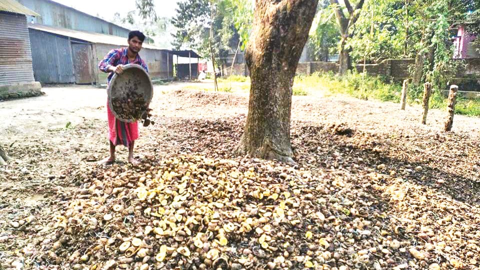 ৫ টাকায়ও বিক্রি হচ্ছে না আলু