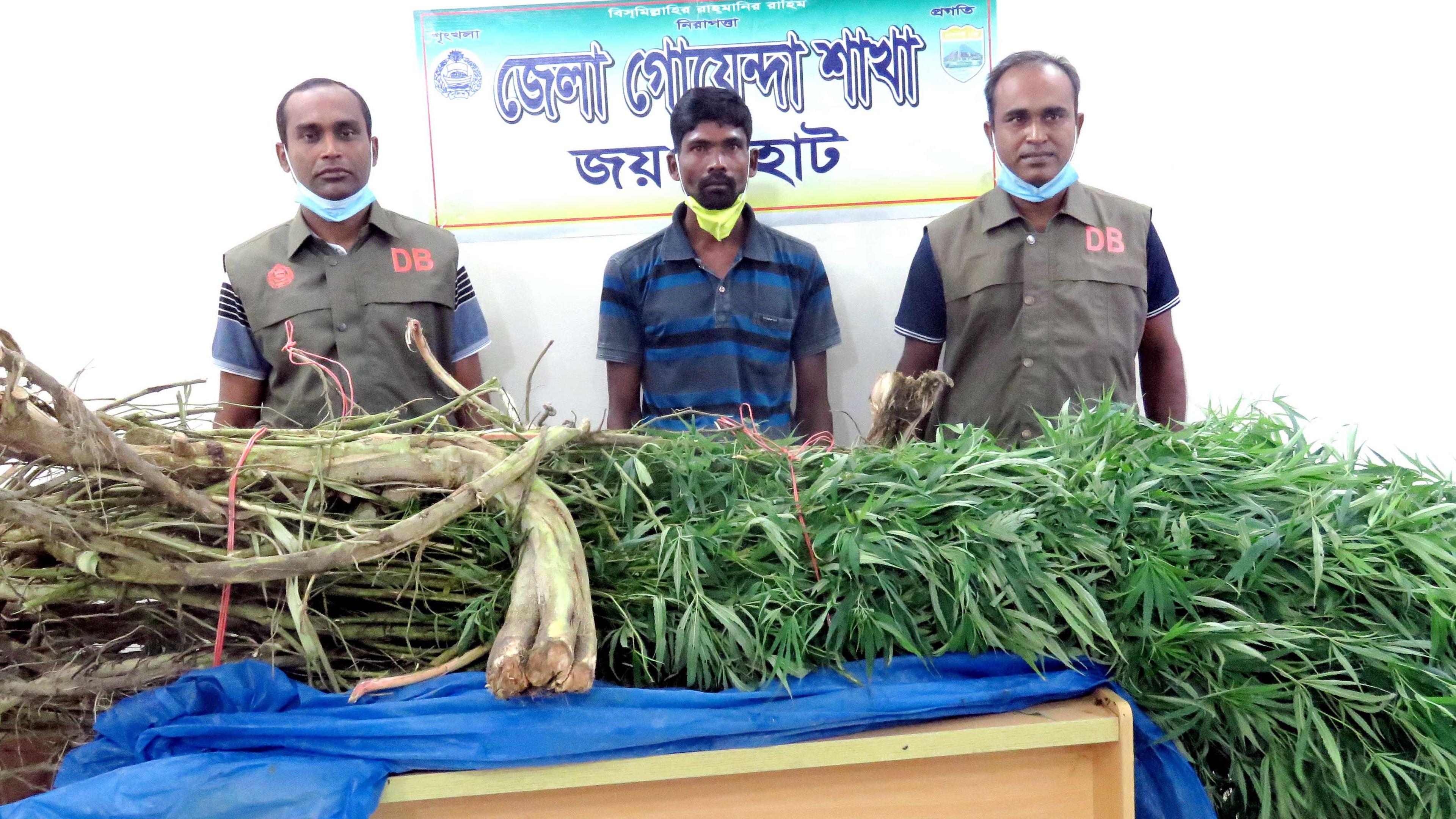 পাঁচবিবিতে পটল খেত থেকে বিপুল গাঁজার গাছ উদ্ধার