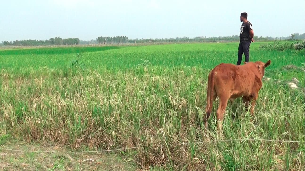 অতিরিক্ত তাপে ধান চিটা