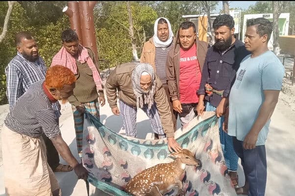 বাঘের ধাওয়ায় লোকালয়ে হরিণ, উদ্ধার করল বন বিভাগ