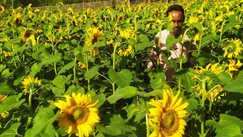 মানিকছড়িতে সূর্যমুখীর বাম্পার ফলন, তেল প্রক্রিয়া নিয়ে শঙ্কায় চাষিরা