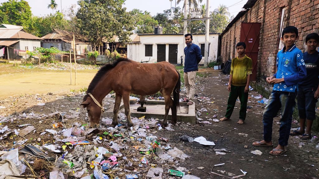 মালিকহীন ঘোড়া নিয়ে দুশ্চিন্তা