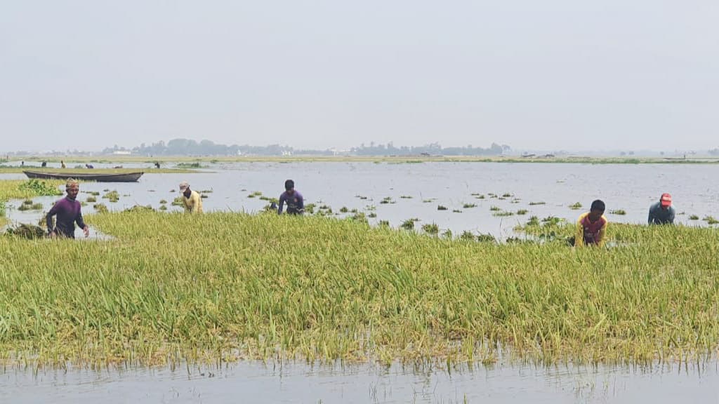 তলিয়ে যাওয়া ধান ঘরে তুলতে ব্যস্ত কৃষক