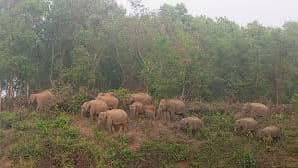 বীজতলা রক্ষা করতে গিয়ে বন্য হাতির আক্রমণে কৃষকের মৃত্যু