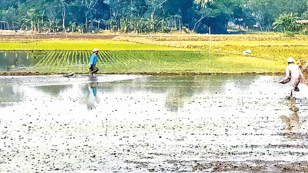 সখীপুরে কৃষিজমির মাটি লুট