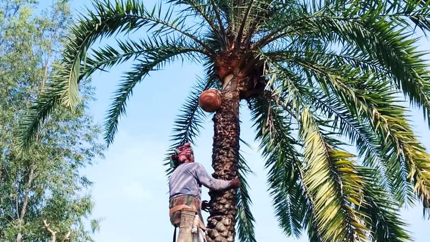 ঘিওরে ঐতিহ্য হারাতে বসেছে খেজুরের রস