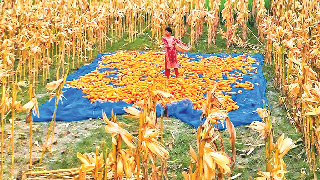 ঘিওরে ভুট্টার ভালো ফলন, কৃষকের মুখে হাসি