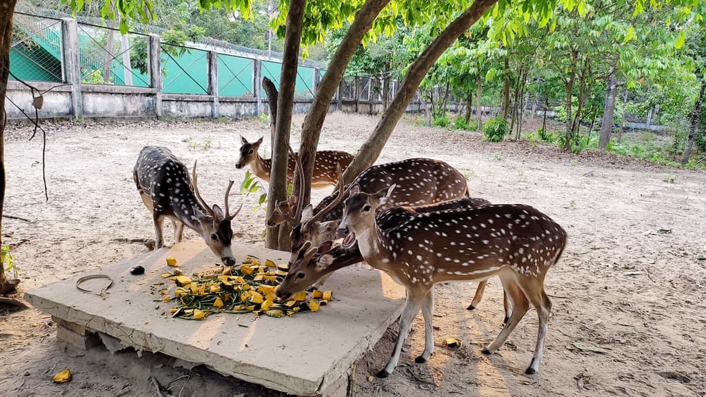 বঙ্গবন্ধু সাফারি পার্ক উপহার পেল ৫০টি চিত্রা হরিণ