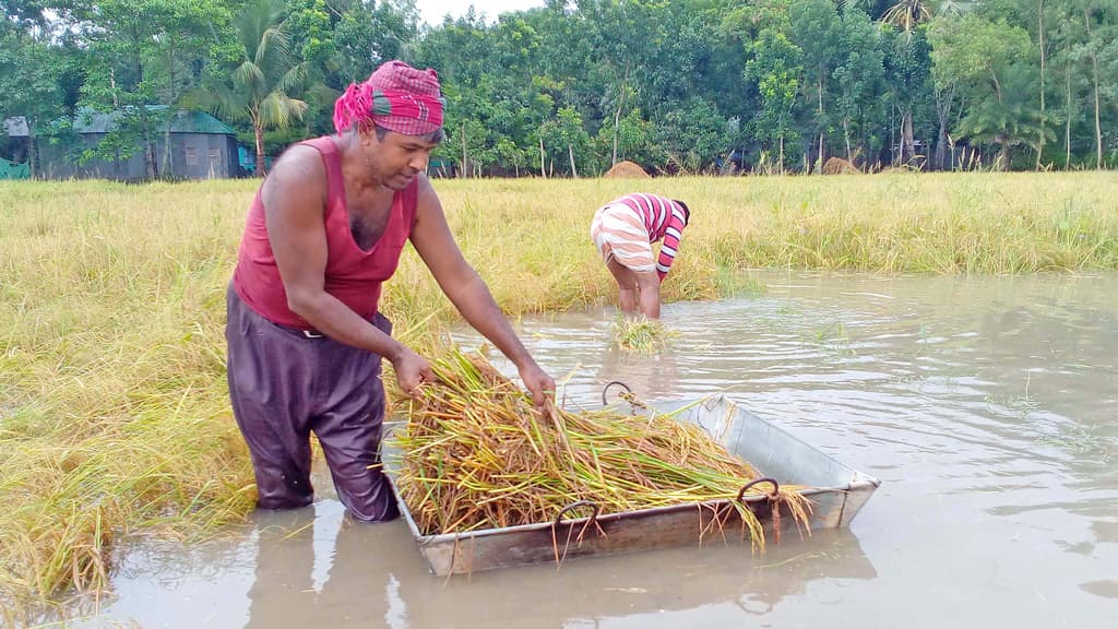 তলিয়ে গেছে ফসলের খেত ধান বাঁচাতে মরিয়া কৃষক