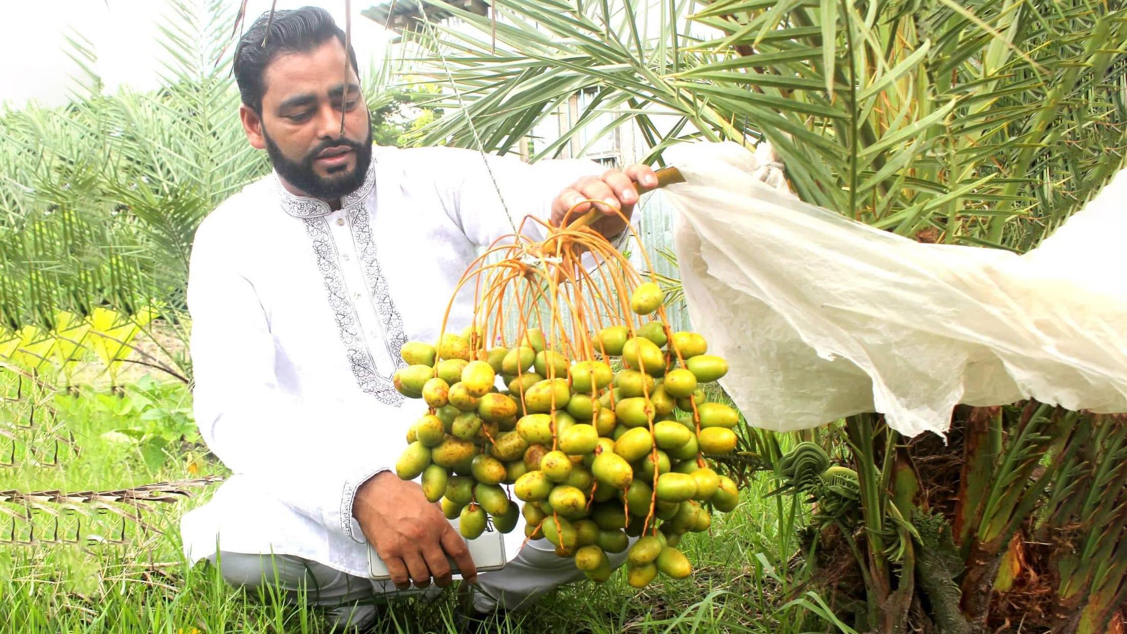 মধ্যপ্রাচ্যের খেজুরের চাষ হচ্ছে ভোলায়