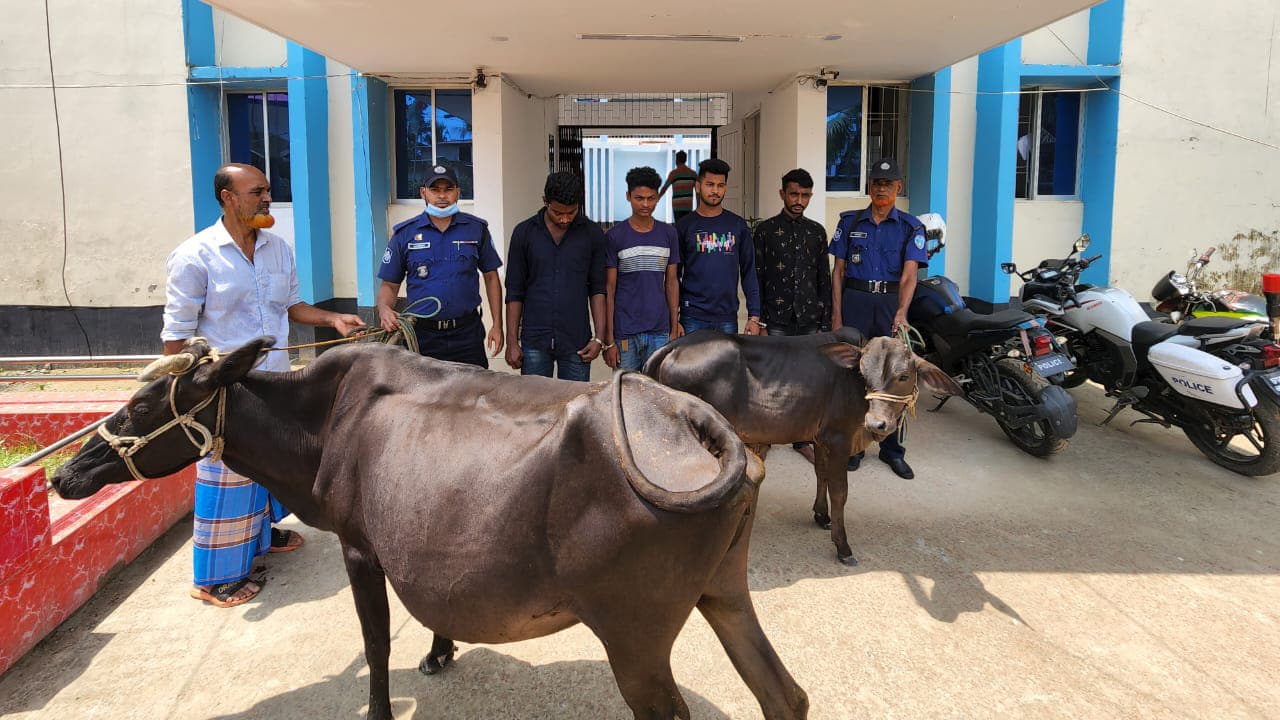 চুরি হওয়া গাভি ও বাছুরসহ ৪ জন গ্রেপ্তার