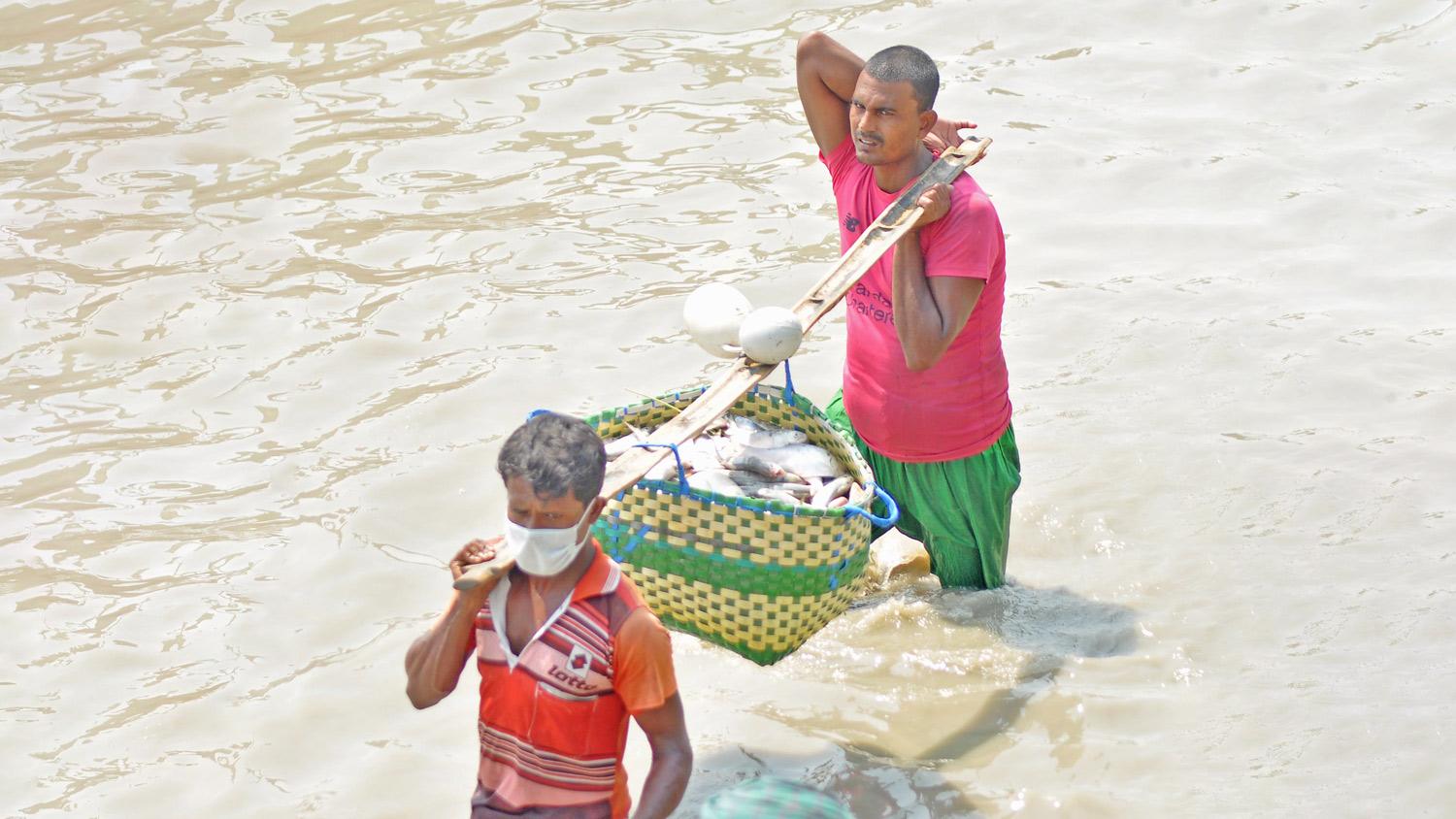 ইলিশ শিকারে ২২ দিনের নিষেধাজ্ঞা শুরু