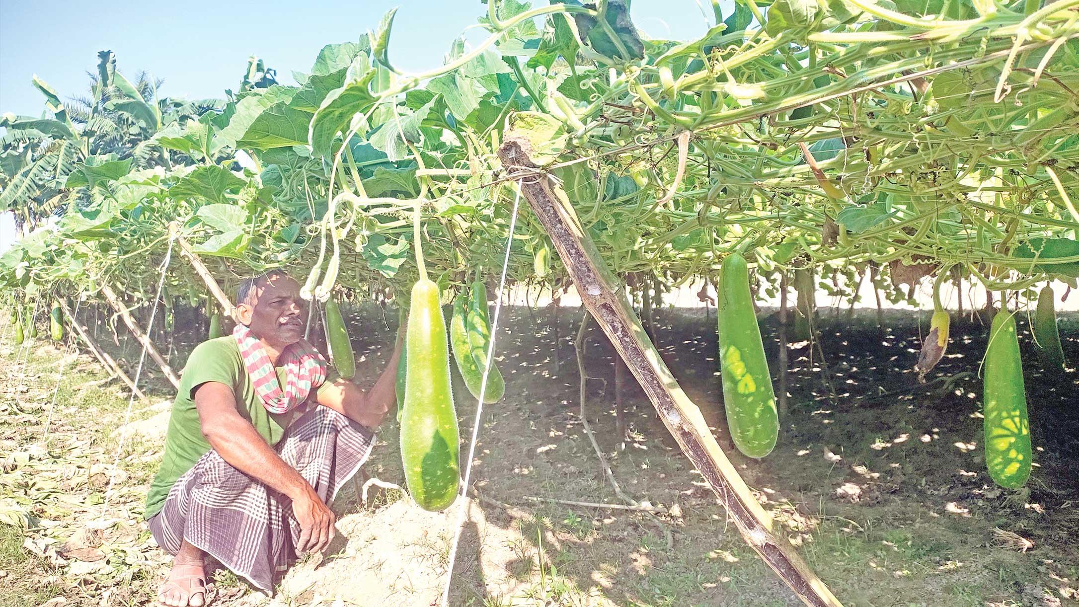 পরিত্যক্ত জমিতে লাউ চাষে লাভের মুখ