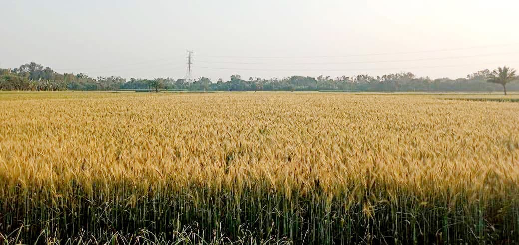 আগাছানাশক ছিটিয়ে স্ত্রীর গমখেত নষ্ট করার অভিযোগ স্বামীর বিরুদ্ধে