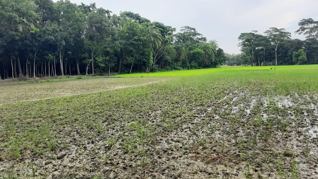 আমন নিয়ে দুশ্চিন্তায় কৃষক