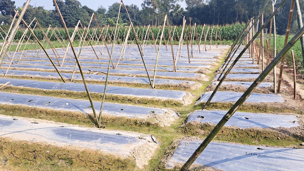 ঘিওরের কৃষকদের মালচিং পদ্ধতির চাষাবাদে সফলতা, এবার প্রশিক্ষণ দাবি