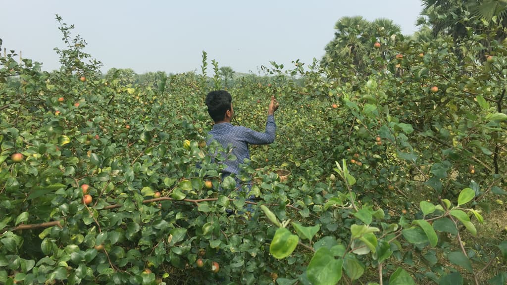 ‘বল সুন্দরী’ চাষে স্বপ্নপূরণ