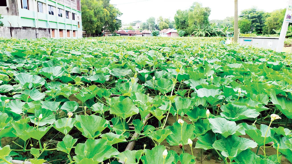 পতিত জমিতে লাউ চাষ