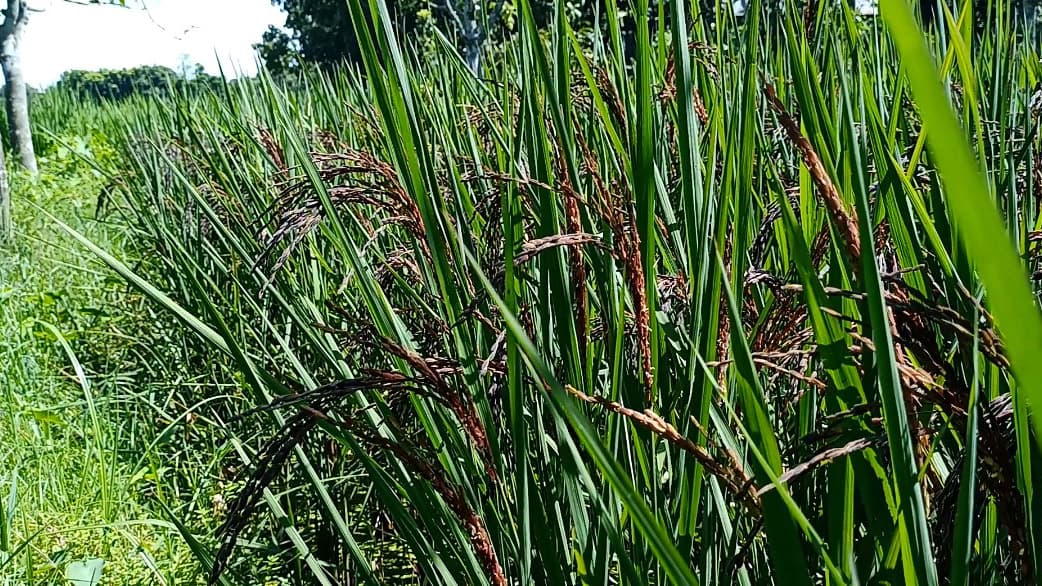 পুষ্টিগুণসমৃদ্ধ কালো ধান চাষ হচ্ছে রাজবাড়ীতে