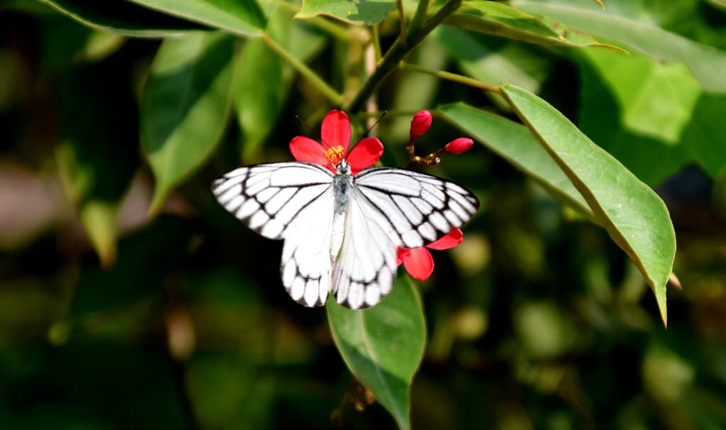 দিনের ছবি (২৯ নভেম্বর, ২০২৩)