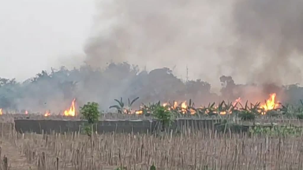 আগুনে পুড়ল প্রায় ১০ বিঘার পানের বরজ 