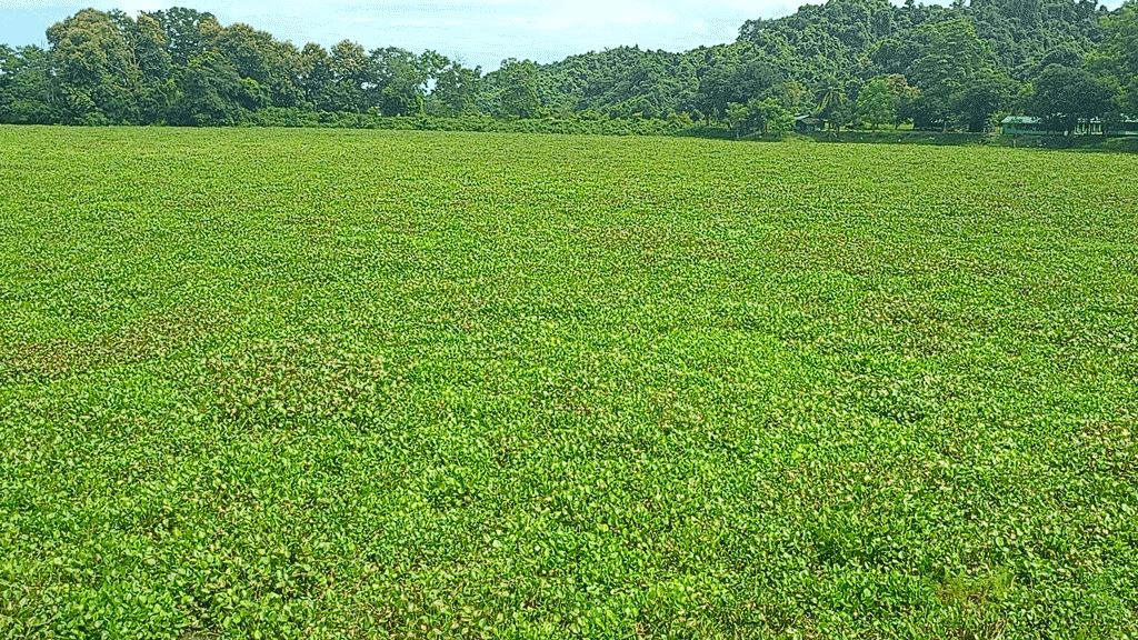 কাপ্তাই লেকে কচুরিপানা অপসারণে পিডিবি 