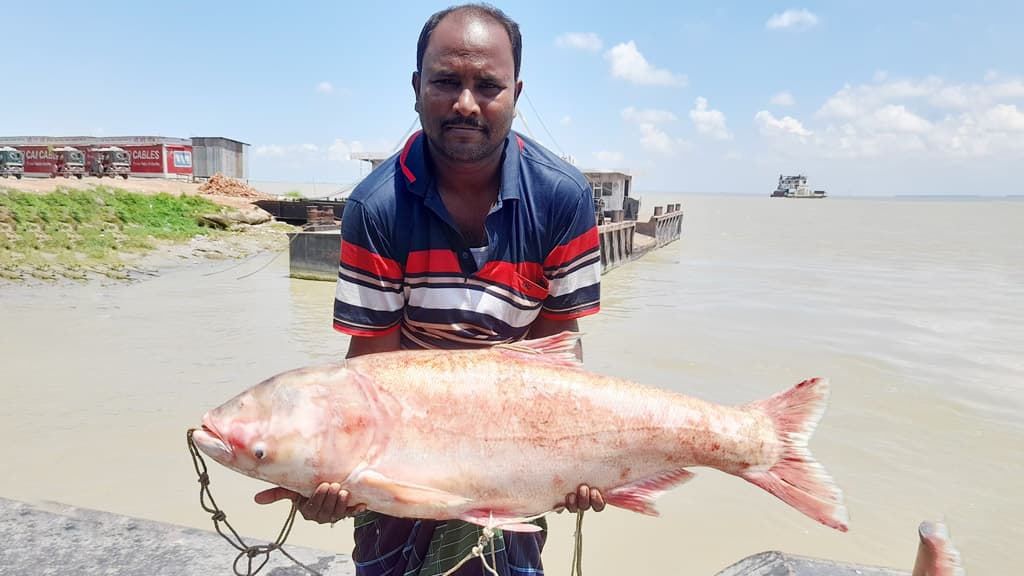 পদ্মায় ধরা পড়ল সাড়ে ১৭ কেজি ওজনের সিলভার কার্প