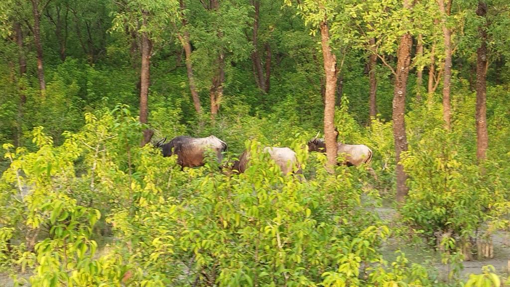 হরিণের বনে মহিষ পালন