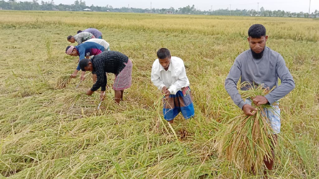 আগাম বোরো ধান ঘরে তুলতে ব্যস্ত চাষিরা