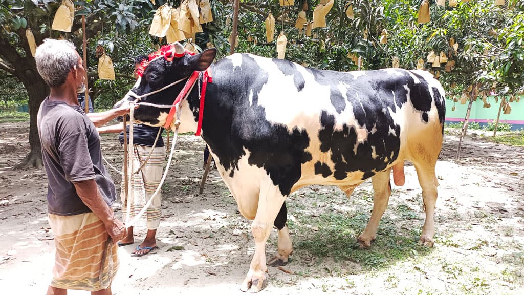 শিবগঞ্জের ‘রাজাবাবু’, দাম হাঁকাচ্ছেন ১৭-১৮ লাখ টাকা