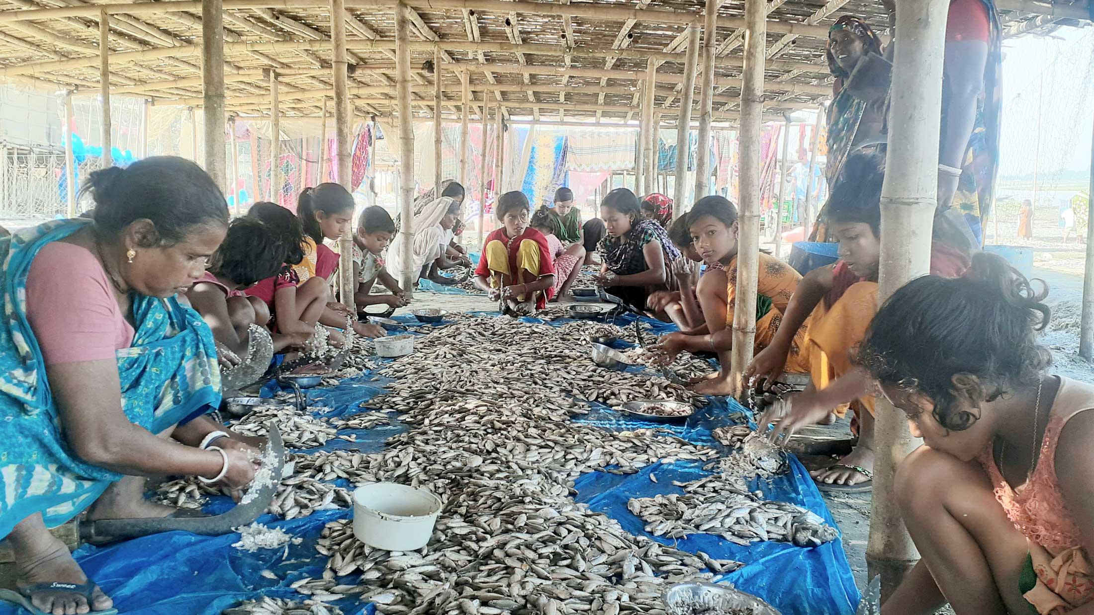 নাসিরনগরে শুঁটকি তৈরিতে ব্যস্ত জেলে