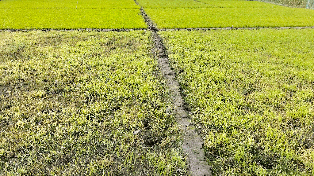 ঘন কুয়াশা আর ঠান্ডায় নষ্ট হচ্ছে বীজতলা, দুশ্চিন্তায় কৃষক