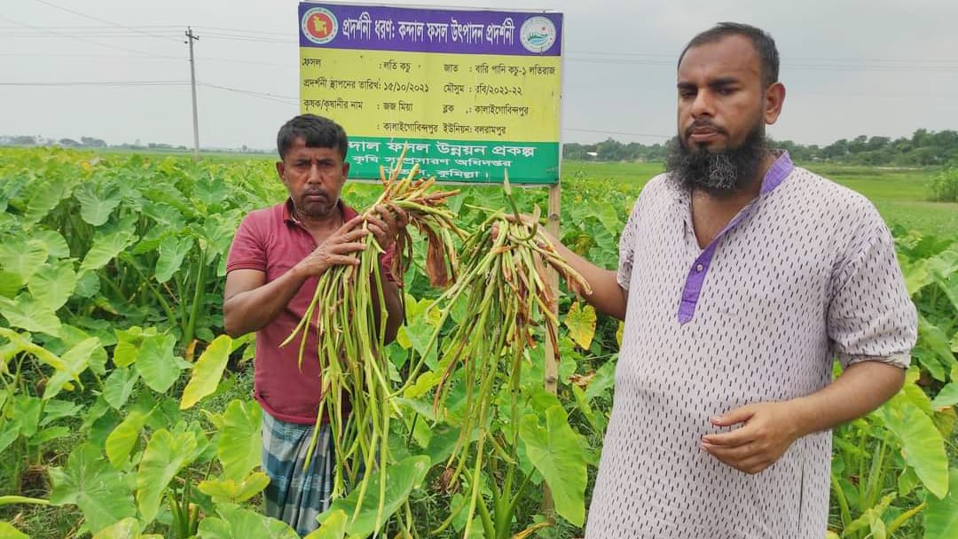 প্রথমবারের মতো লতিরাজ কচু আবাদে সফল কৃষক জজ মিয়া