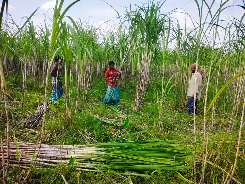 চরাঞ্চলে কম খরচে আখের ভালো ফলন, লাভের আশা