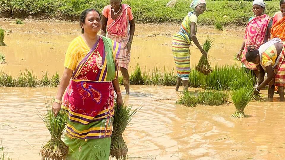 নিজের ধান নিজেই রোপণ করেন মমতার এই মন্ত্রী