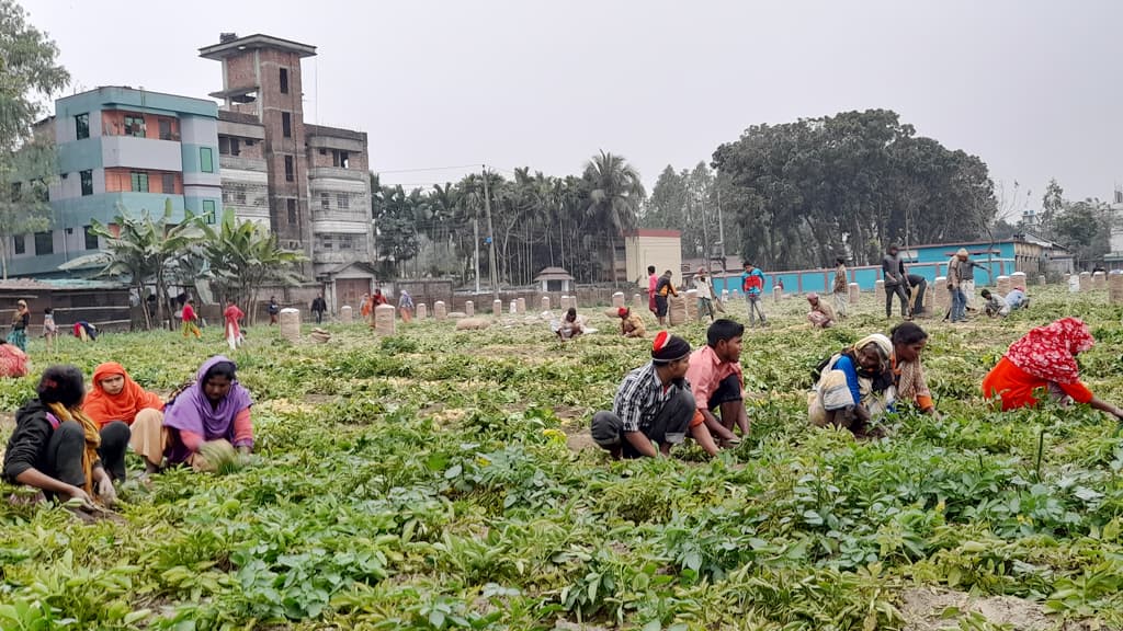 কমেছে শীত সবজির দাম