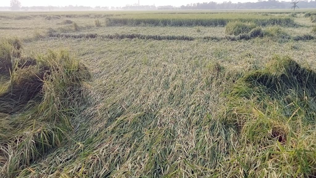 বৃষ্টি-বাতাসে নুয়ে গেছে ধানগাছ, নষ্টের আশঙ্কা