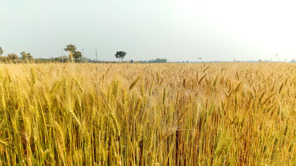 গোমস্তাপুরে এবার গমের বাম্পার ফলনের সম্ভাবনা